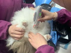 -顺强宠物诊所·狂犬免疫·夜诊·骨科(嘉定店)