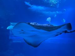 -太平洋海底世界