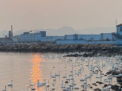 -烟墩角天鹅湖