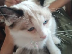 -喵屿·大理花园猫咖