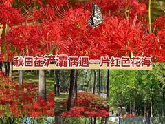 -西安浐灞国家湿地公园