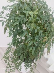 -HEYAN荷妍专业脱毛连锁机构