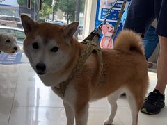 -申普宠物医院·心脏介入·心血管微创(总院)