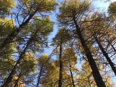 -塞罕坝国家级自然保护区