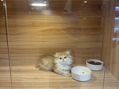 -猫十亿·布偶金渐层·曼基康矮脚猫舍(青年路店)