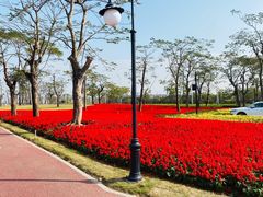 -芒洲湿地公园