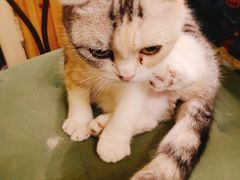-猫色咖啡·猫咖