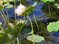 -野鸭湖国家湿地公园