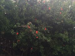 -郑和公园