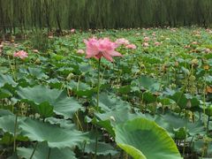 -巴依老爷新疆美食(清华东门店)