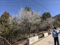 -北京十三陵国家森林公园蟒山景区