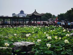 -莲花池公园