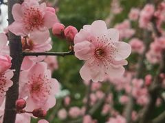 -上海共青森林公园