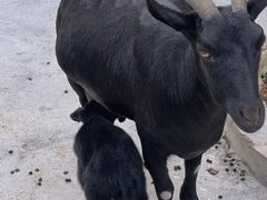 -森波拉奇妙世界