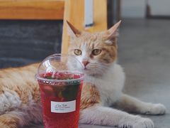 -隹木咖啡馆(宝龙广场店)