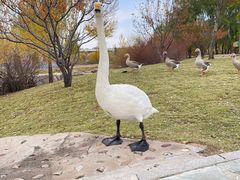 -鄂尔多斯野生动物园