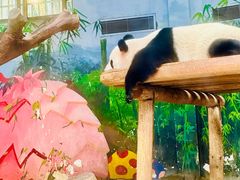 -广州长隆野生动物世界