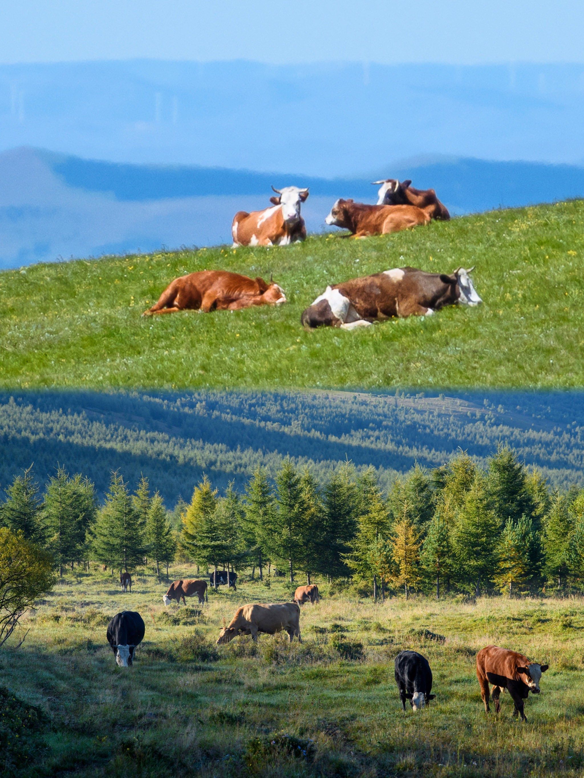 牛羊在山坡上悠闲的吃草,眼前的画面,一派岁月静好