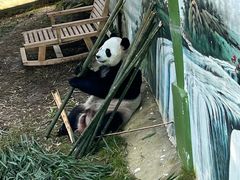 -栾川竹海野生动物园