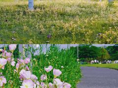 -洋湖国家湿地公园