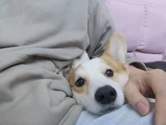 -萌兽医馆·眼科·异宠专科(三里屯店)