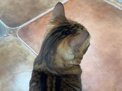 -糯米喵星人总部直营旗舰店·猫舍·幼猫出售