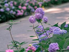 -合肥滨湖国家森林公园