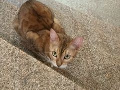 -more than meow吴止猫主题餐厅(承德 中船汇店)