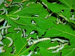 -三旗百汇商品城