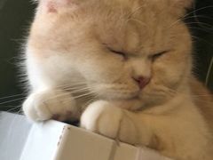 -猫猫幼稚园·撸猫·桌游·电玩