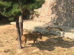 -西霞口神雕山野生动物世界