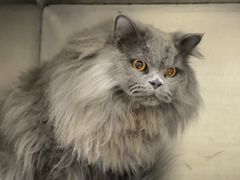 -瑞派康怡24h宠物医院·犬猫医疗中心·微创绝育(瑞景分院)