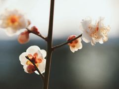 -北京鹫峰国家森林公园