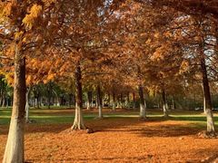 -上海海湾国家森林公园