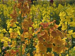 -三圣花乡旅游区