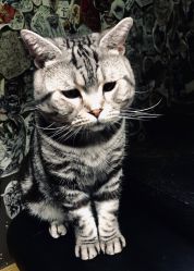 -幸运7纹身刺青Lucky7tattoo