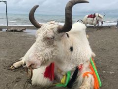 -青海湖国家重点风景名胜区