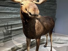 -上海自然博物馆