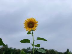 -大塘金香草谷