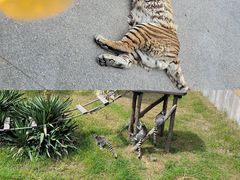 -大连森林动物园