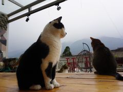 -喵屿·大理花园猫咖