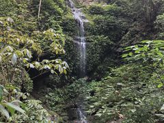 -莫里热带雨林景区