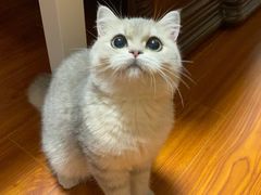 -东方名猫馆·英短金渐层布偶猫舍(环线广场1号楼店)