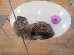 -猫冇咖·家门口的撸猫馆(大融城店)