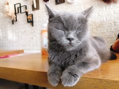 -平行世界·猫咖(首经贸店)