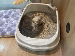 -BABIT巴比特宠物(MOMOPARK店)