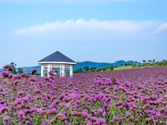 -紫颐香薰山谷景区