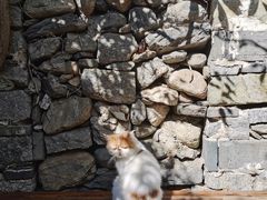 -喵屿·大理花园猫咖