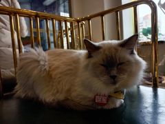 -喵喵咪呀布偶猫咖(春熙路店)