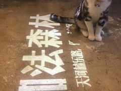 -咖法森林·咖啡  酒吧(天河店)